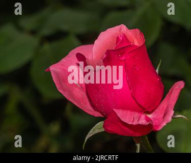 red rose in the garden Stock Photo
