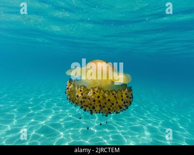 Phacellophora Camtschatica Fried Egg Jellyfish in sea Stock Photo
