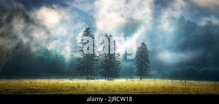 Three trees in low clouds at amazing sunrise in Slovenia Stock Photo