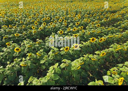 Aerial drone view of a stunning green and yellow field of nearly ready sunflowers. Harvesting concept. High quality photo Stock Photo