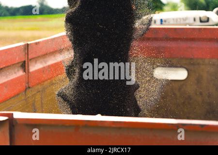 The lifecycle of rapeseed. Dynamic closeup shot of rapeseed being poured into a container after harvesting. Food industry. High quality photo Stock Photo