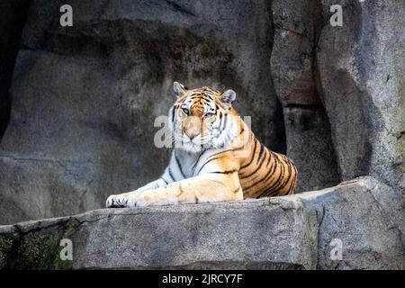 Amur Tiger resting in the sun in zoo exhibit, looking at camera. Stock Photo