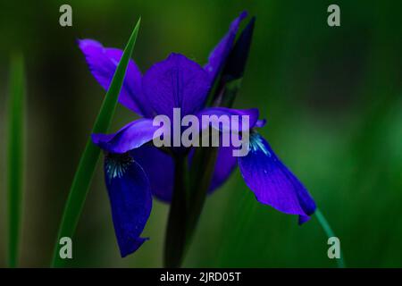 A closeup of a beautiful Siberian iris in daylight Stock Photo