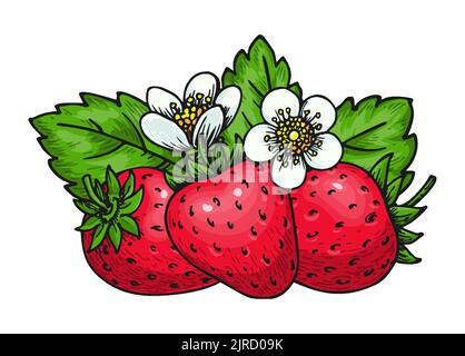 Realistic blooming strawberry with berries flowers and green leaves handdrawn illustration. Whole ripe mellow wild forest red berry. Tasty sweet fruit farm fresh eco food. Juicy strawberries clip art Stock Vector