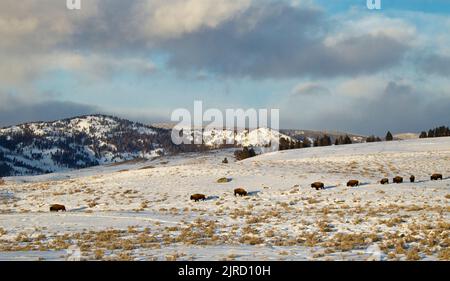 American Bison (Bison bison) in snowy meadow with mountain background ...