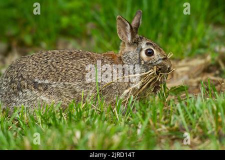 Eastern Cottontail Rabbit (Sylvilagus floridanus) with mouthful of dry grasses Stock Photo