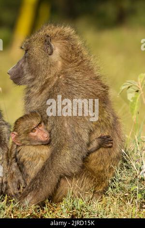 Olive Baboons  (Papio anubis) with babies, grooming Stock Photo