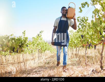 Farm, worker and wine of a man working or collecting grapes at a vineyard outdoors in summer. Farmer at work in agriculture growth, walking with Stock Photo