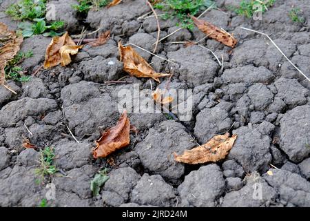 London, UK, 23rd August, 2022. Prematurely fallen tree leaves lie across cracks in the ground at Morden Park. Drought conditions declared in 10 of the 14 English Environmental Agency regions may last until October affecting farming and river water levels as hosepipe bans are in force in some southern and central areas. Credit: Eleventh Hour Photography/Alamy Live News Stock Photo