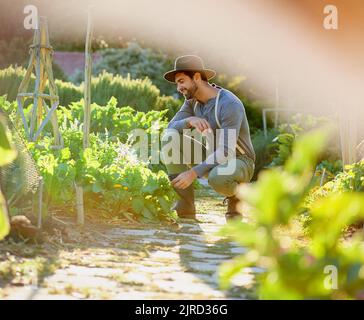 Where else would you expect to find a plant lover. a young man tending to the crops on a farm. Stock Photo