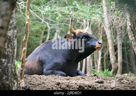 Heck bovine in Lacuniacha Faunistic Park located in Piedrafita de Jaca in the Tena valleys,Huesca,Aragon,Spain Stock Photo