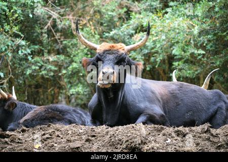 Heck bovine in Lacuniacha Faunistic Park located in Piedrafita de Jaca in the Tena valleys,Huesca,Aragon,Spain Stock Photo