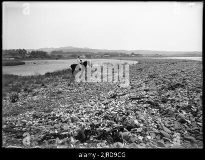 Hastings, Hawkes Bay 24 December, 1925-28 December 1925, 24 December 1925-28 December 1925, by Leslie Adkin. Stock Photo
