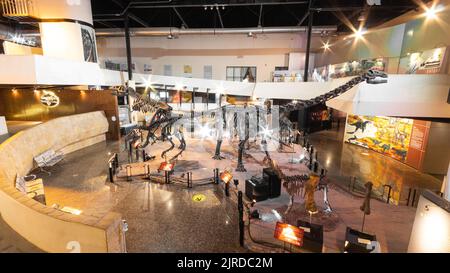 Kalasin, Thailand - AUGUST 16, 2022 : Many dinosuars skeleton was exhibited in large hall with light up at Sirindhorn Museum . Wide angle view . Stock Photo