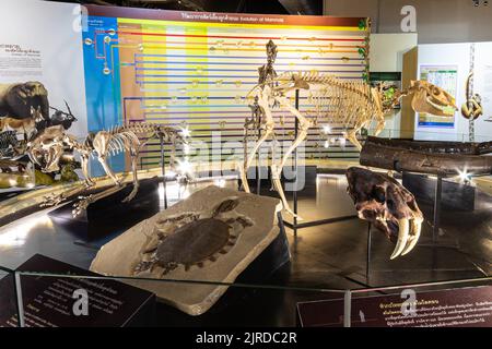 Kalasin, Thailand - AUGUST 16, 2022 : Saber - toothed tiger ( Hoplophoneus primaevus ) skeleton was exhibited at Sirindhorn Museum . Stock Photo