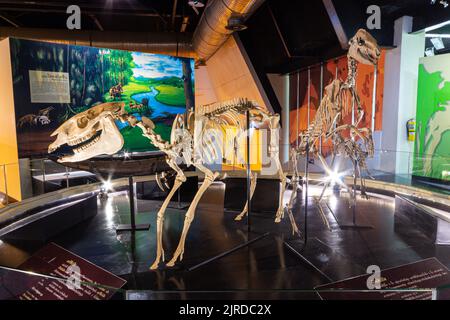 Kalasin, Thailand - AUGUST 16, 2022 : Dinosuars skeleton was exhibited at Sirindhorn Museum . Stock Photo