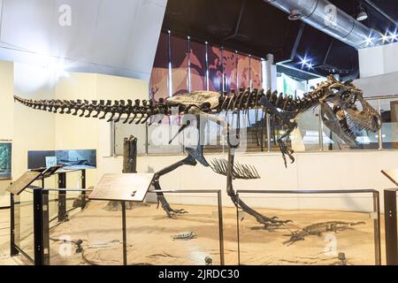 Kalasin, Thailand - AUGUST 16, 2022 : Tyrannosaurus rex skeleton was exhibited at Sirindhorn Museum . Stock Photo