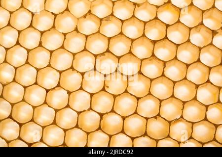 Closeup honeycomb background macro unicolor scene with tipicaly hexagonal structure of optimal relocalization on surface Stock Photo