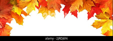 Colorful maple leaves close-up isolated on white background. Bright abstract autumn foliage background. Vibrant fall panoramic backdrop. Top view Stock Photo