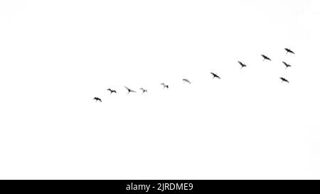 Silhouettes of birds flying in the sky. Many birds flying on sky isolated on white background Stock Photo