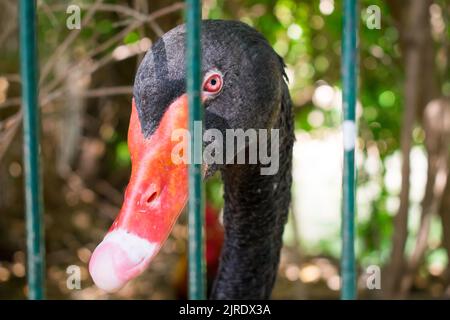 A photograph of the face of a beautiful black Swan standing behind a fence in the zoo. Stock Photo