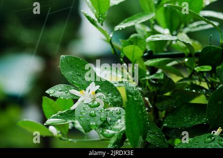 Close up background of decorative  green ficus in a pot in the greenhouse. Leaves with raindrops. Autumn season. Top view, flat lay. Stock Photo