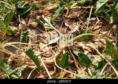Dry sugar beet field in Bornheim, Germany. Stock Photo
