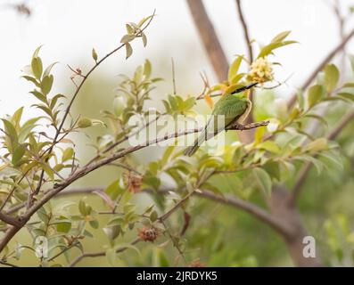 A Green Bee Eater on a plant in a forest Stock Photo