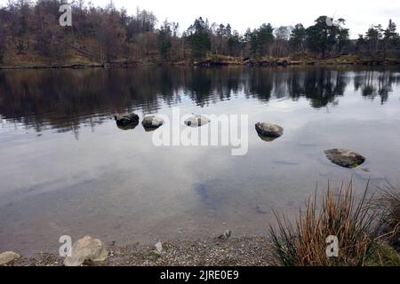 Overcast, Dull, Cloudy Reflections in Tarn Hows Lake in the Yewdale Valley, Lake District National Park, Cumbria, England. UK. Stock Photo