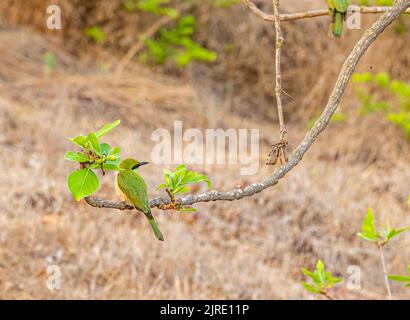 A green Bee eater perching on tree in forest Stock Photo