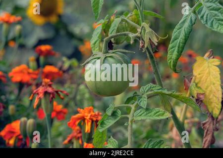 Organic green tomato planting on vine of a tomato tree in garden. Tomato for harvesting by manual labor. Growing vegetables at home in farming. Stock Photo