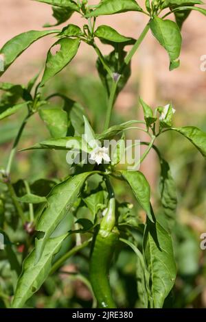 Image of a pepper plant in which we see unfertilized flowers and peppers already formed but still green Stock Photo