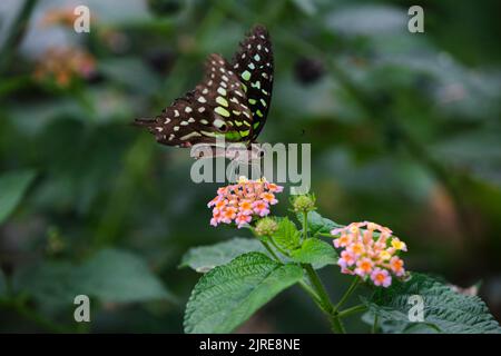 Beautiful butterflies in a park in Ho Chi Minh City Stock Photo