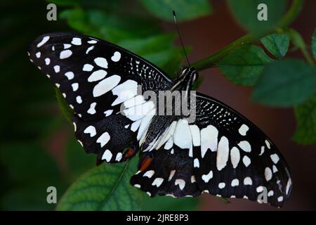 Beautiful butterflies in a park in Ho Chi Minh City Stock Photo