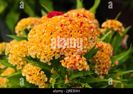 cockscomb are interesting ornamental plants, similar in shape and use to amaranth. They are called crest trees due to their chicken crest-like color a Stock Photo