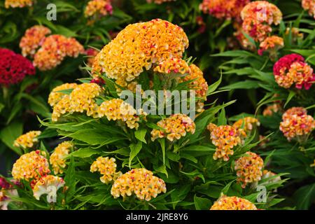 cockscomb are interesting ornamental plants, similar in shape and use to amaranth. They are called crest trees due to their chicken crest-like color a Stock Photo