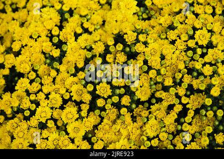 The yellow chrysanthemum is also a symbol of warmth, happiness and reunion Stock Photo