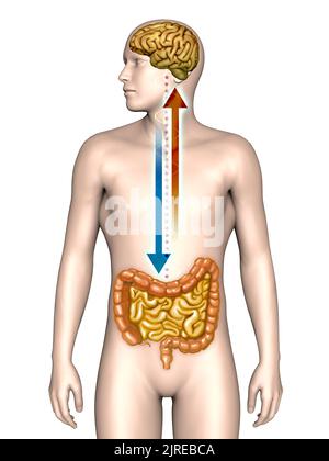 Two way connection between brain and gut. Digital illustration. Stock Photo