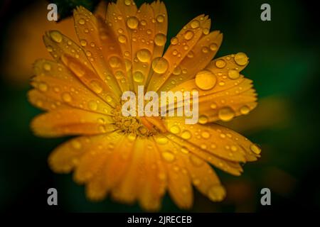 Close-up macro shot of orange marigold flower with raindrops and green blurry background. Stock Photo