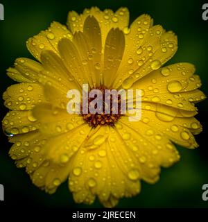 Close-up macro shot of yellow marigold flower with raindrops and green blurry background. Stock Photo