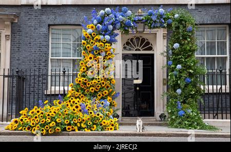 London ,United Kingdom 24/08/2022. Larry the Cat, Chief Mouser of Number 10 Downing Street sits next to the Ukrainian Independent’s day flower display Stock Photo