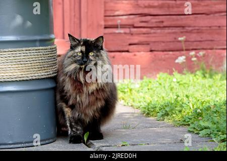 A norwegian forest cat female standing in garden Stock Photo