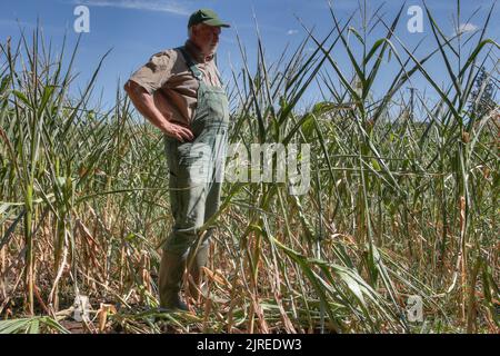 A farmer looks at his stunted maizefield. Due to climate change, it has rained too little and now the corn is drying up on the fields in Germany. Stock Photo