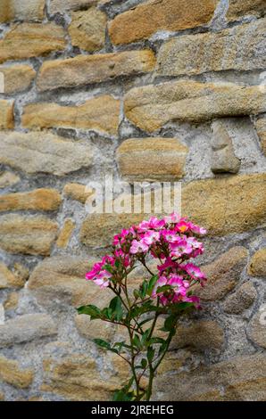 Close up of pink and white flowers in front of old castle wall at Hohensyburg castle Stock Photo