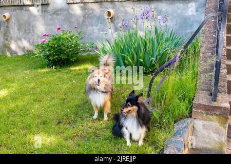 Two shetland sheepdog dogs are standing in garden in front of house. Stock Photo
