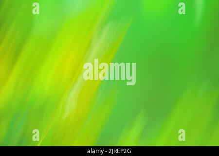Pistachio color blur bokeh. Abstract green blurred gradient background with light. Stock Photo