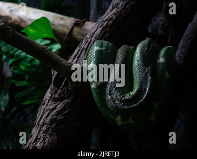 A closeup of Corallus caninus, the emerald tree boa in the darkness. Stock Photo