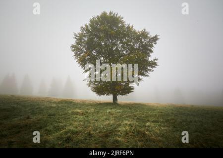 A lonely massive tree in the middle of an misty mountain meadow Stock Photo