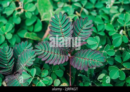 A selective focus shot of a Mimosa Pudica plant Stock Photo