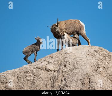 Bighorn sheep ewe with two lambs, one nursing Stock Photo